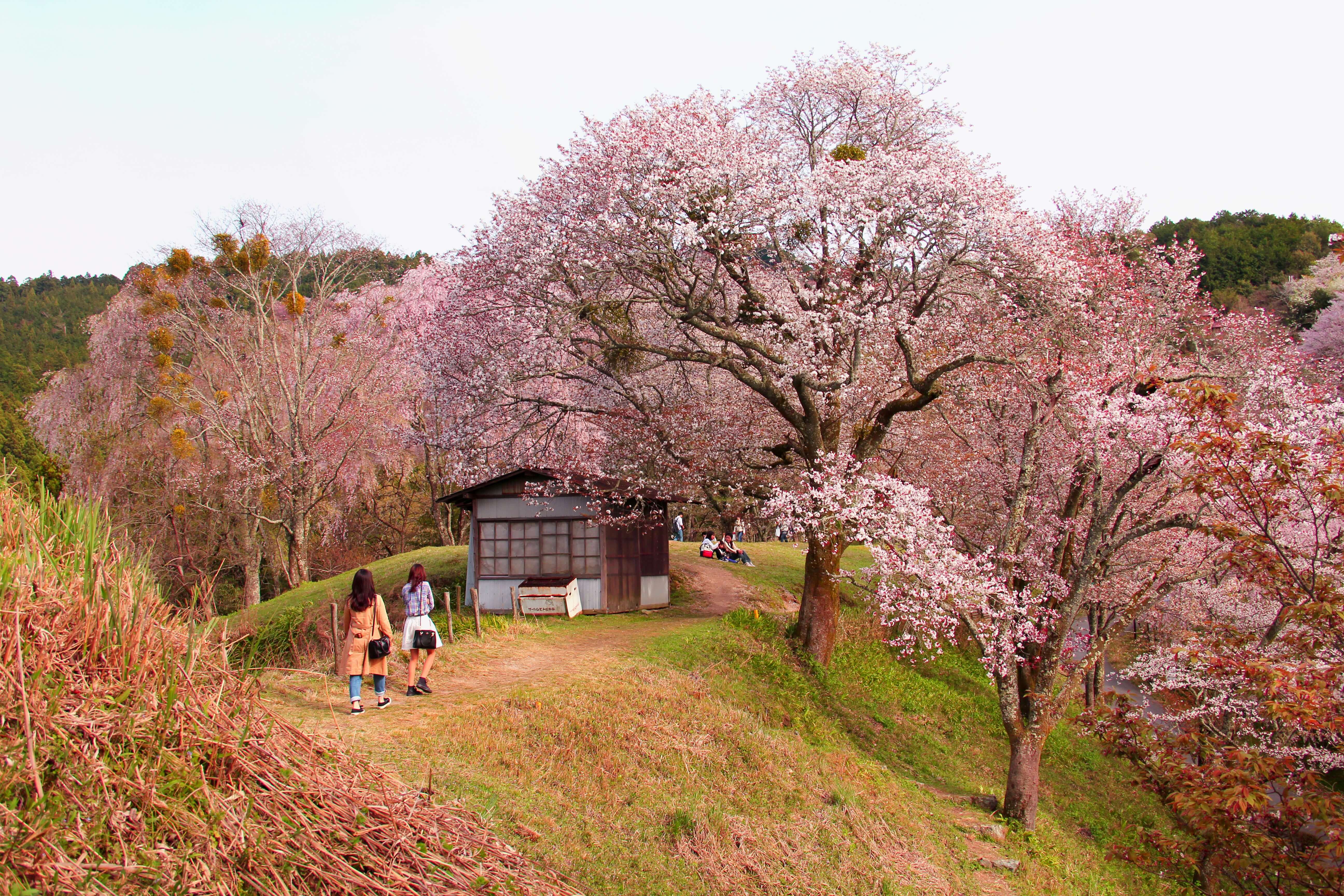На цветение сакуры в Японию в компании Таши Строгой. 2019