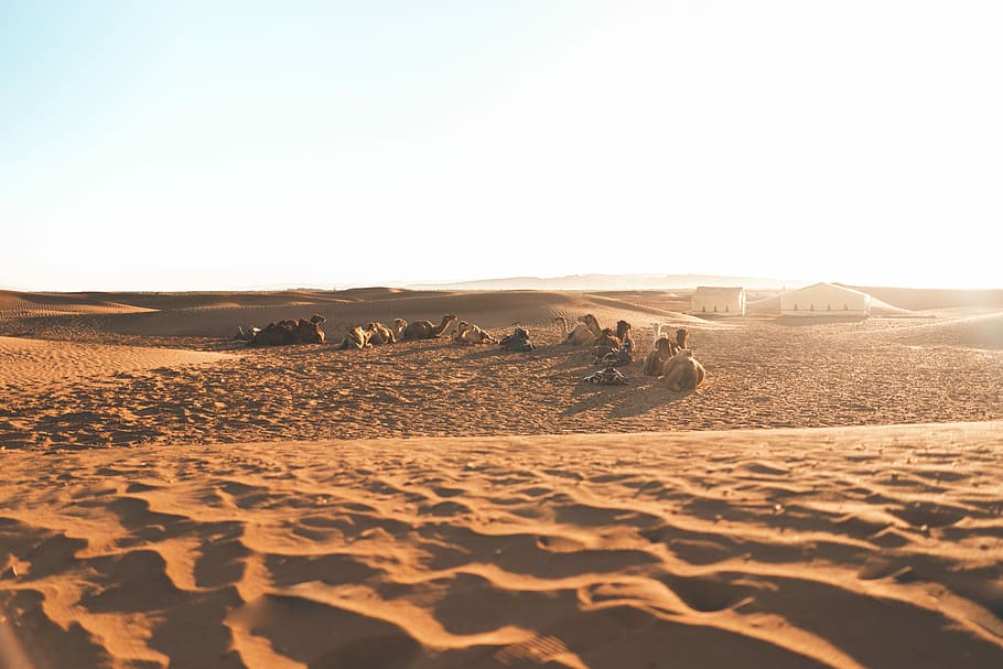 Египет с Виктором Набутовым: сафари в пустыне, сокровища древности и прогулка по Нилу
