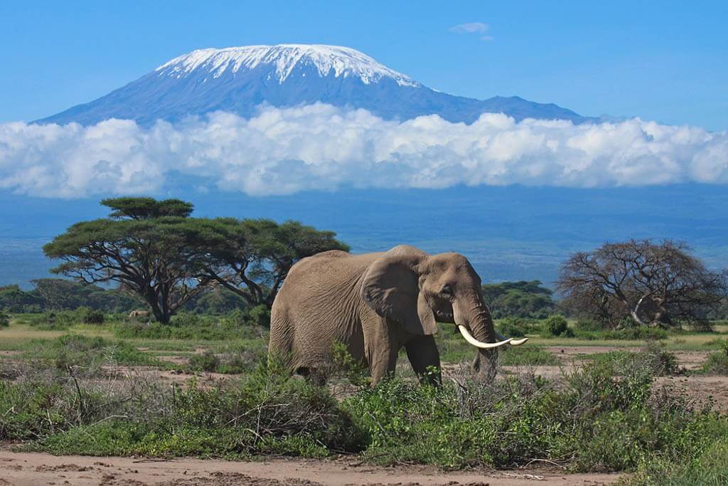 Покорить Килиманджаро с Виктором Набутовым. 2016